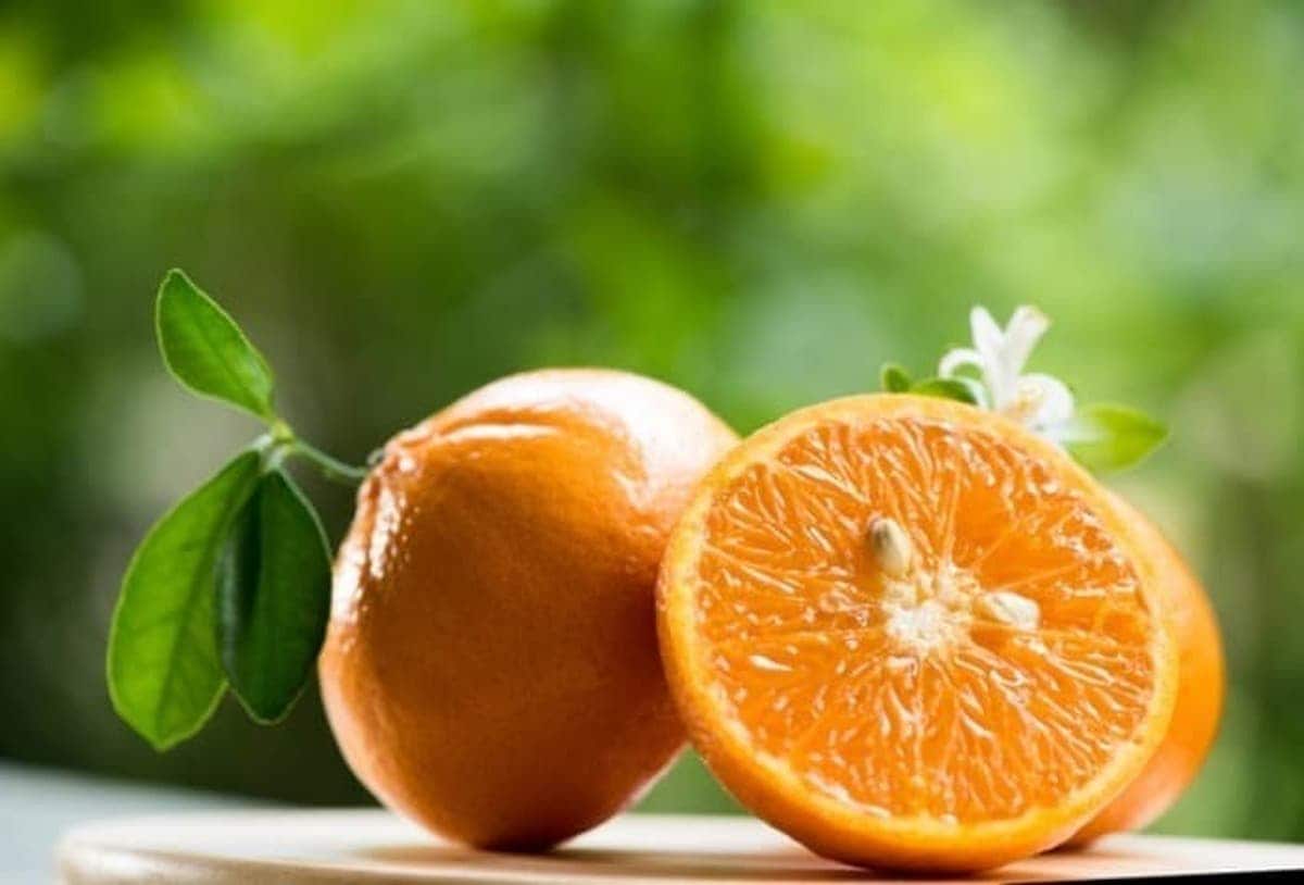 قیمت نارنج شمال ايران با کیفیت ارزان + خرید عمده